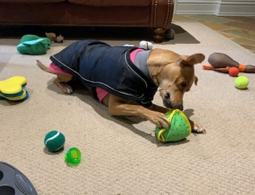 Exercising Indoors with your Pet