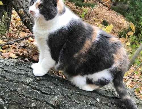 Stella, the Superstar! *