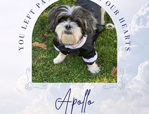 Apollo