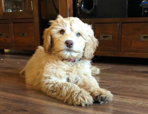 Puppy Love in the Time of COVID-19 – Adopting a Puppy during Social Distancing