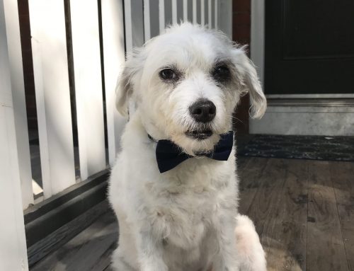 Working together with your Veterinarian – Responsible Pet Owner Month