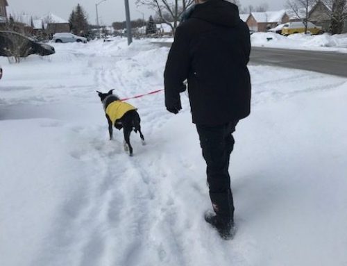 Tips on Walking Your Dog in Winter