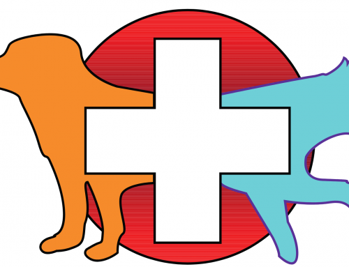 When to Call the Vet