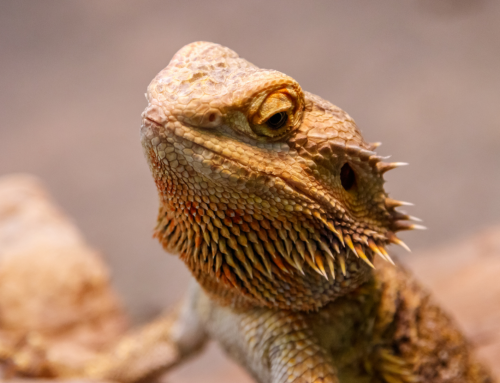 Dysecdysis or Improper Reptile Shedding