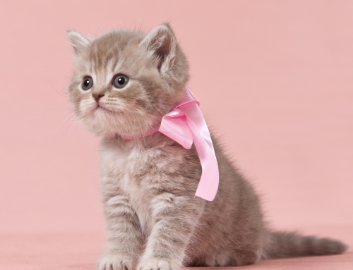 Congratulations on Your New Kitten!
