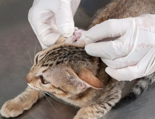 Ear Infections in pets