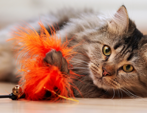 Enrichment and Toys for Cats