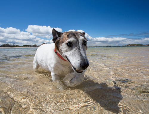 Have Fun in the Sun but Beware of Summer Hazards