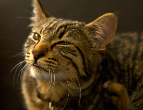 Food Allergies in Pets