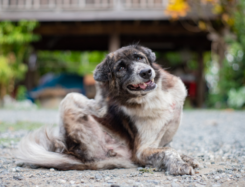 Dermatitis or The Itchy Dog