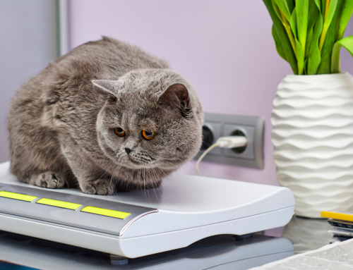 Dangers of Obesity and Excess Weight in Pets