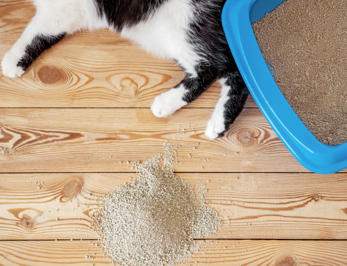 Litterbox Training