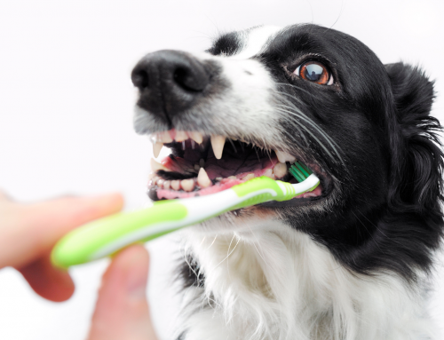 Dental Care