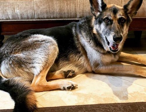 How do I know when my pet is in pain?