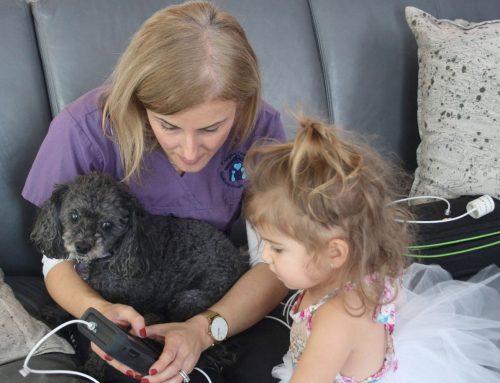 Mobile Veterinary Service, What’s That?