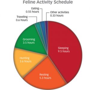 feline-activity-schedule-20011-article
