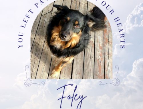 Foley
