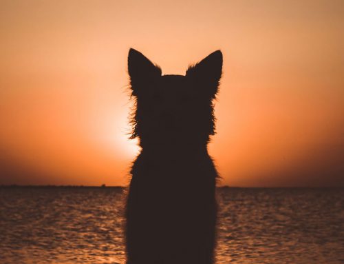 Choosing Euthanasia to Prevent Suffering – Responsible Pet Ownership.