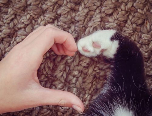 Euthanasia – Saying Goodbye to your Beloved Pet