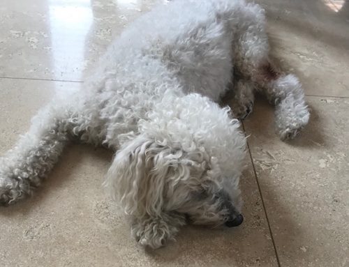 Your Pet has Cancer, Call Me When He Stops Eating